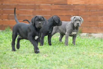 Cane Corso Pups for Sale