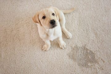How to Get Dog Poop out of Carpet?