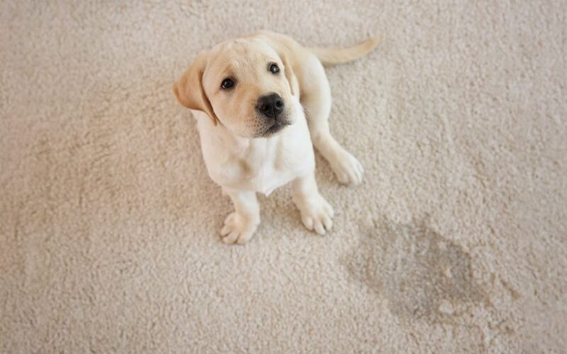 How to Get Dog Poop out of Carpet